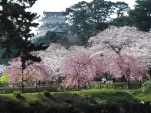 20180329odawaranosakura300